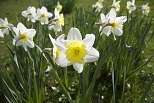 thumbnail image of a flower